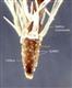  Cypsela